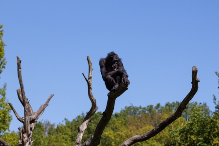Chimpanzee monkey on a treeの写真素材