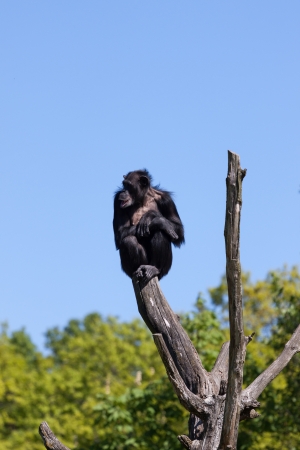 Chimpanzee monkey on a tree, lookingの写真素材