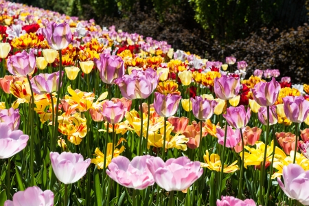 Field of tulips during summerの写真素材