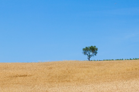 Wheat field and a tree on the hillの写真素材