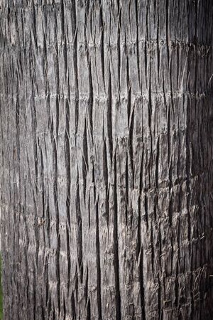 Texture of cortex of a palm tree with dark edges