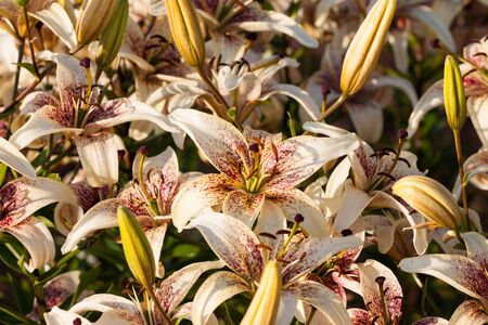 White Lily Flower Background in parkの写真素材