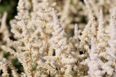 White Astilbe flower in the gardenの写真素材