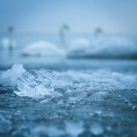 Ice closeup in the sea water with swans silhouette