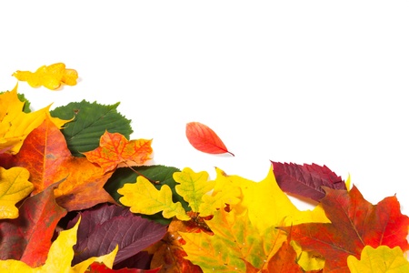 beautiful colorful autumn leaves isolated on white background
