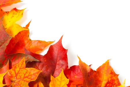 Beautiful autumn maple leaves with copy space for your textの写真素材