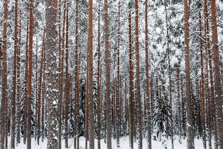 Winter forest with snow on pine treesの写真素材
