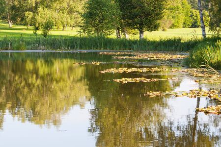 Summer pond landscaping with aquatic plants and water liliesの写真素材
