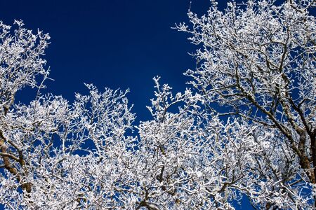 detail of winter tree over blue skyの写真素材