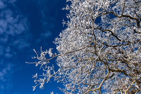 detail of winter tree over blue skyの写真素材