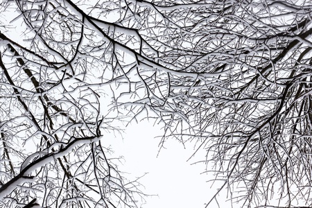 Winter tree conceptual black and white photoの写真素材