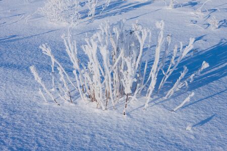 grass covered with hoarfrost in the winter snow fieldの写真素材