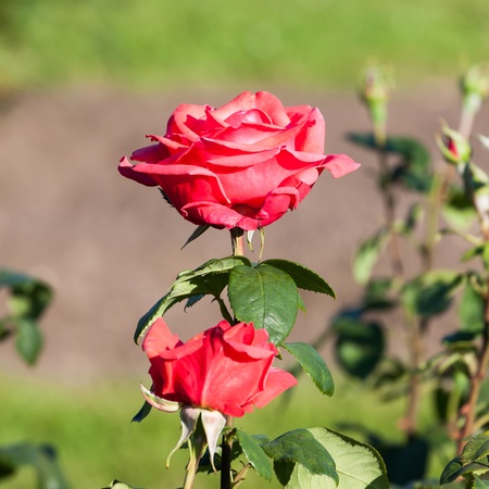 Red Rose on the Branch in the Gardenの写真素材