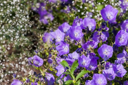 Spring flowers bluebells in the forestの写真素材