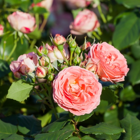 Pink rose on the Branch in the Gardenの写真素材
