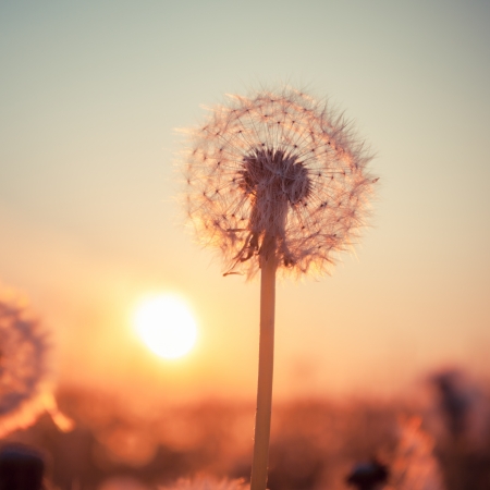 Real field and dandelion at summer sunsetの写真素材