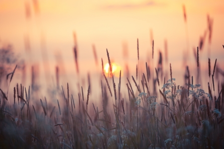 Field of grass during summer sunsetの写真素材
