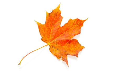 autumn maple leaf over white, isolatedの写真素材