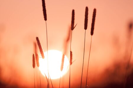 Dreamy summer grass background at sunsetの写真素材