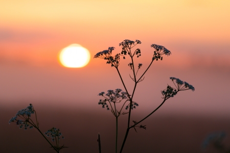 Field of milfoil grass during summer sunsetの写真素材