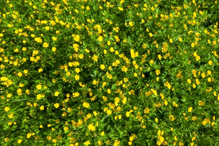 Ranunculus acris (Meadow buttercup, Tall buttercup) with her yellow flowersの写真素材