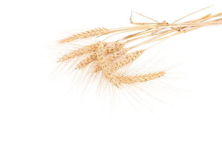 ears of wheat isolated on white backgroundの写真素材