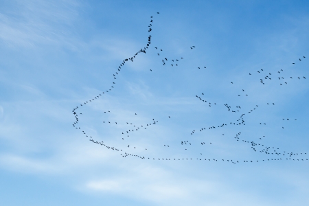migration of birds to the south or maybe to the northの写真素材