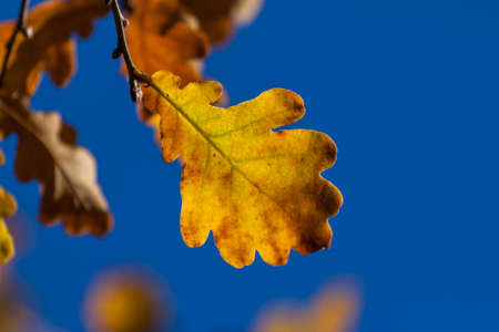 Autumn yellow oak tree leaves detailsの写真素材