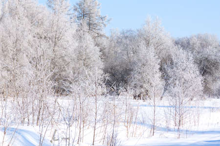 Christmas morning. Snowy winter forest and meadow.の写真素材