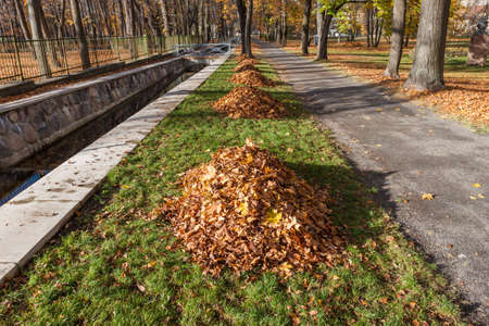 autumn park alley with yellow leaf pile