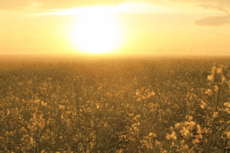 sunset over forest with summer fog