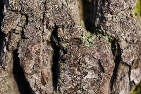 A close up of tree bark texture