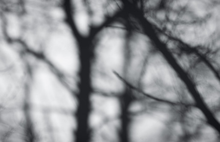 Tree shadow on the White Wall Backgroundの写真素材