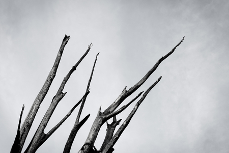 Burnt tree against the sky - black and whiteの写真素材