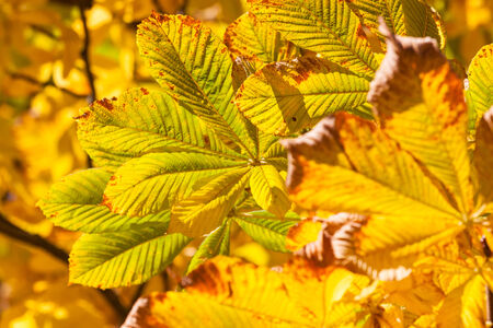 Autumn leaves - chestnut leaves details on treeの写真素材