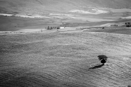 lonely tree on the hills of Tuscany, Italy in monochromeの写真素材
