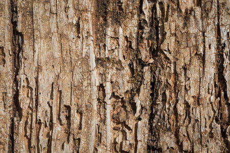 Very old wood as a texture background