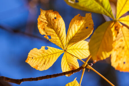 Autumn leaves - chestnut leaves details on treeの写真素材
