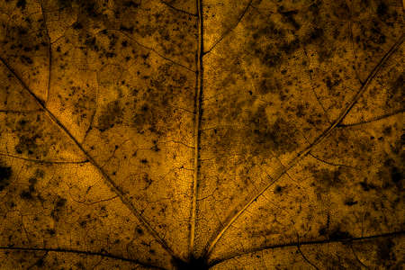 Dark autumn leaf texture a macro shot imageの写真素材