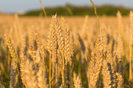Wheat field close up and blue skyの写真素材