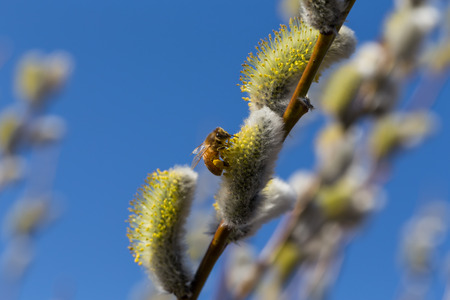 Willow blossom with bee and blue skyの写真素材