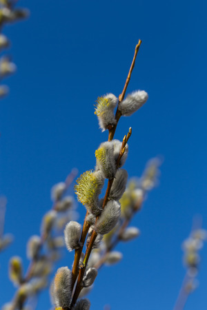 Fluffy soft willow buds in early springの写真素材