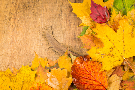 Red and yellow wet autumn leaves on the background a dark old woodの写真素材