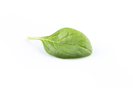 Green spinach leafs on a white backgroundの写真素材