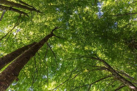 forest trees. nature green wood sunlight backgrounds