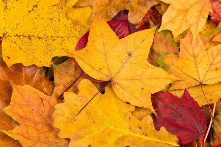 Beautiful yellow and red autumn leaves background texture