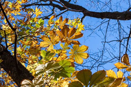 Autumn leaves - chestnut leaves details on treeの写真素材