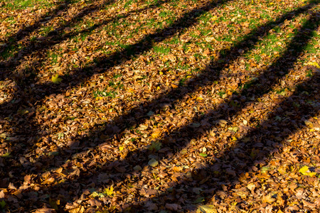 harsh shadows on the background of fallen leaves in autumn forest