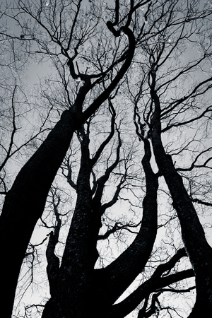 spooky abstract black and white tree silhouette in sunrise time