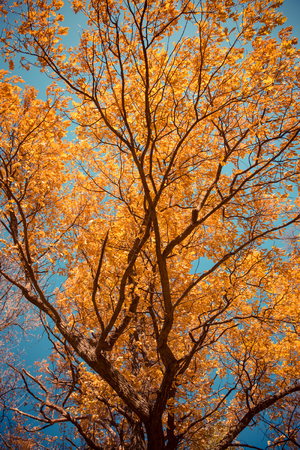 Autumn, fall trees. Sun shining through colorful leaves.の写真素材